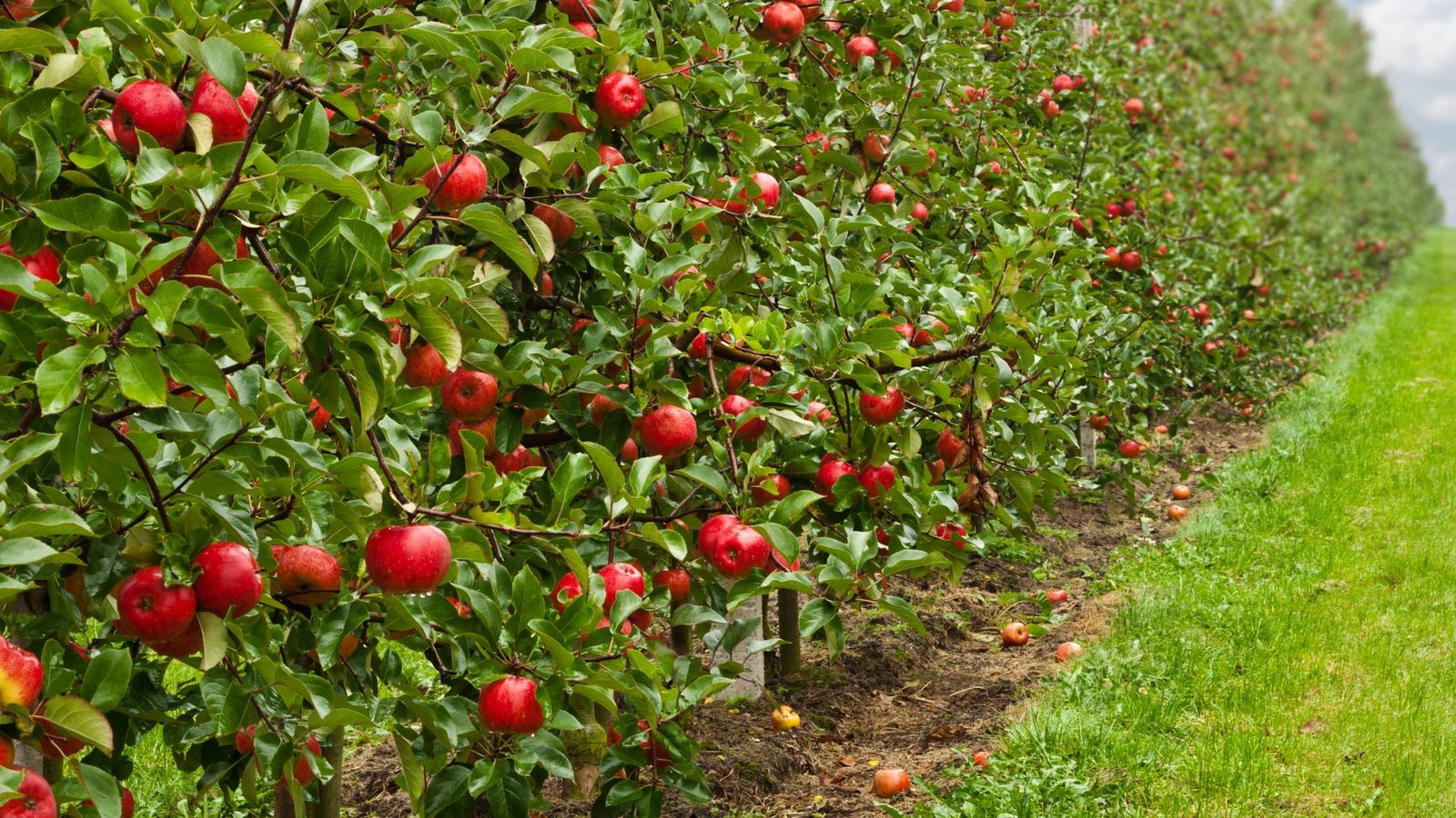 Rows of apple trees with red fruit in an orchard