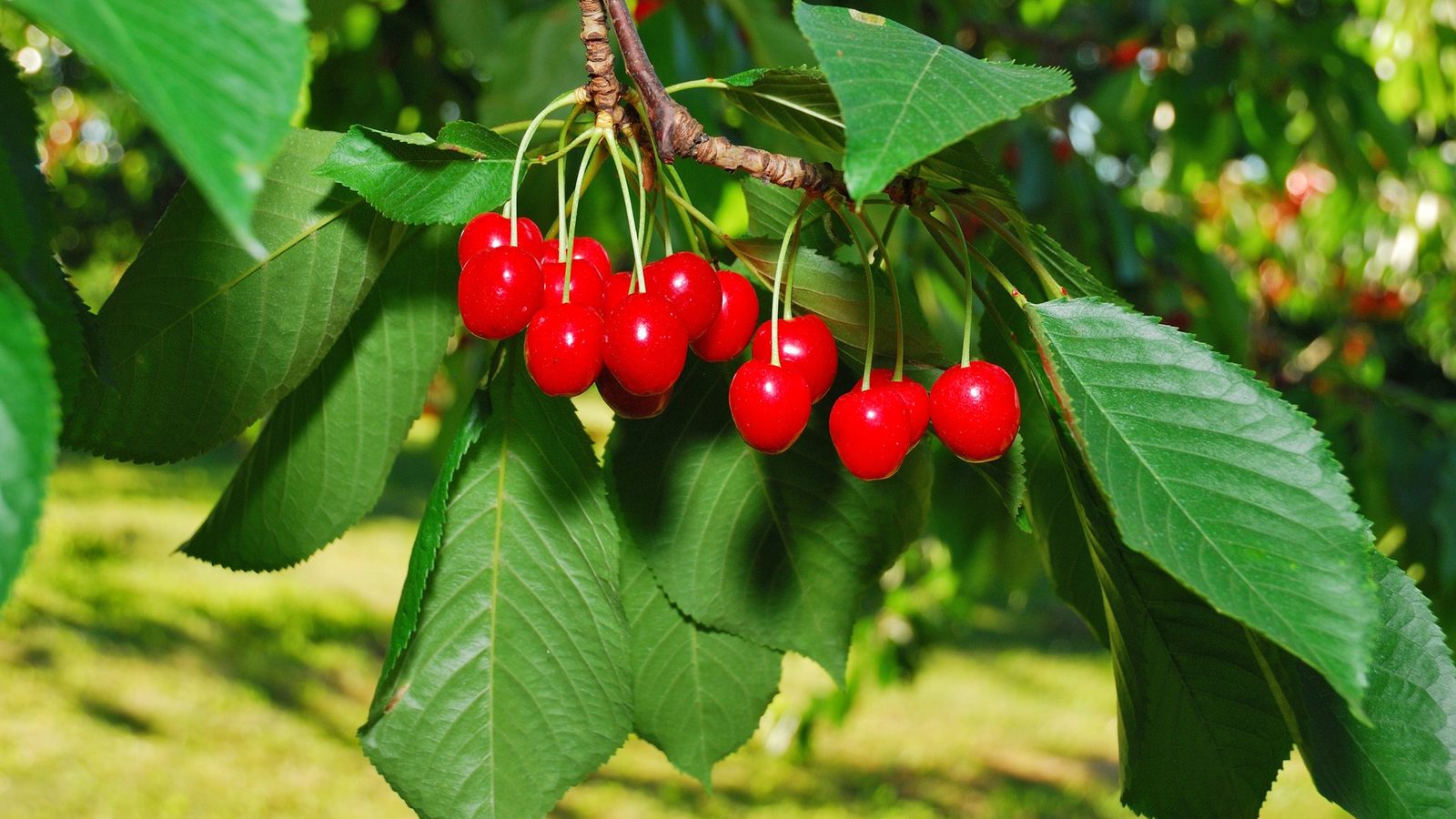 Red cherries hanging among green leaves