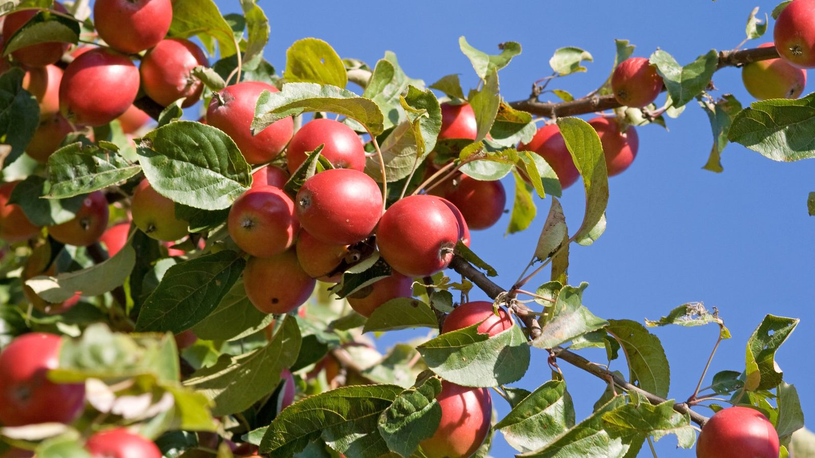 Red apples on a branch against a blue sky