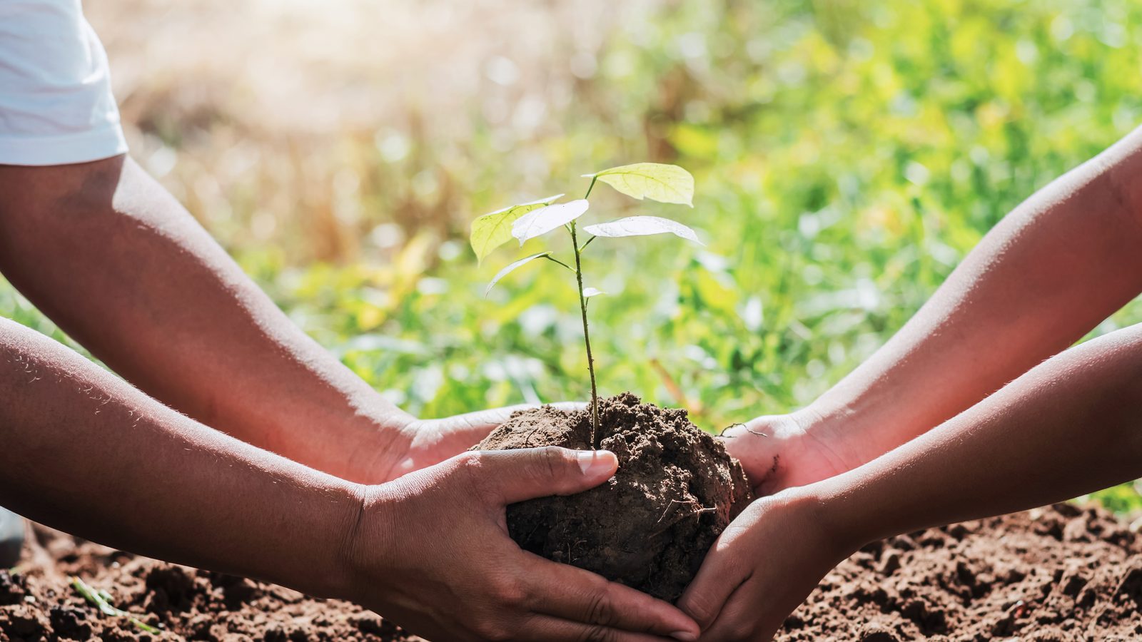 Hands planting a seedling in the soil