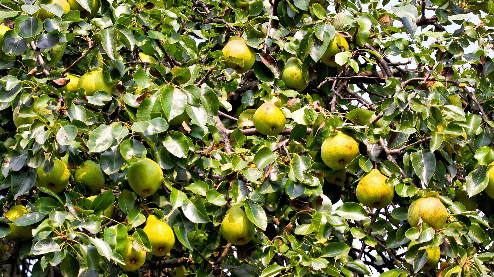 Green fruit hanging on a leafy branch