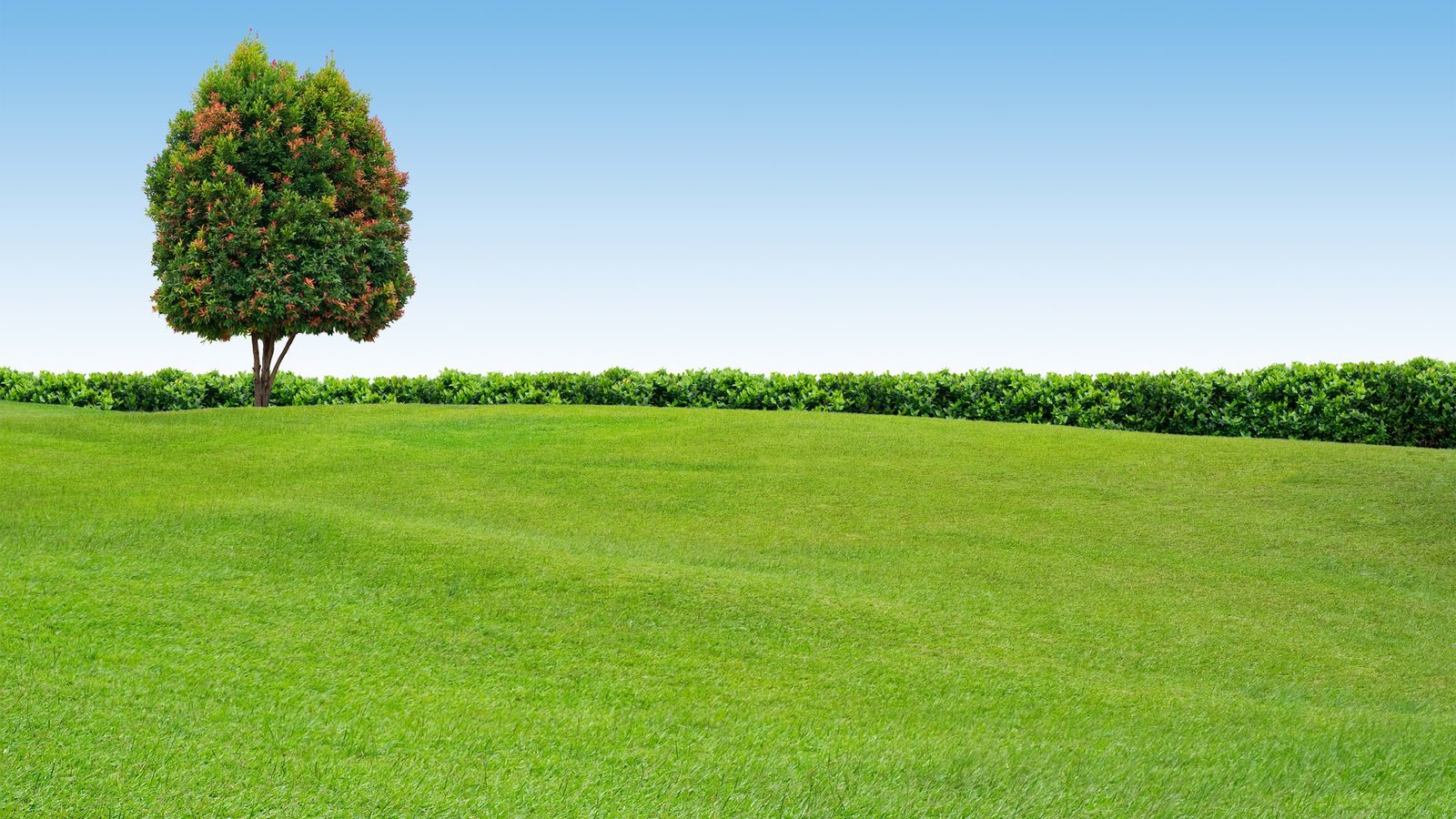 Single tree on a green field under a blue sky