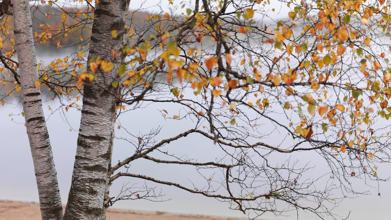 Birch trees with autumn leaves