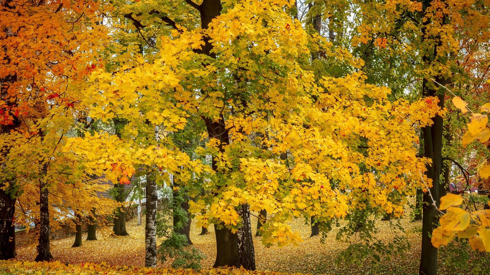 Tree with bright yellow autumn leaves